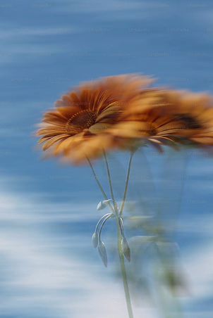 Gerberas recortadas contra el cielo