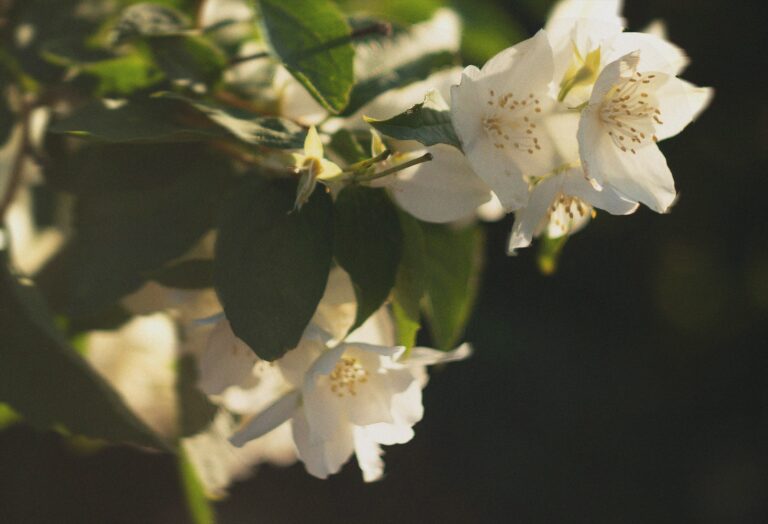 Jasmine & Bergamot