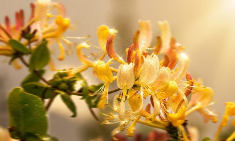 Orange & Honeysuckle