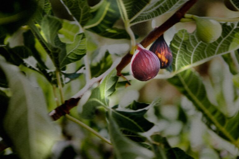 Figtree’ Glow